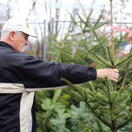 Weihnachtsbaum kaufen und pflegen: Ein älterer Mann mit Käppi hält eine Tanne an der Spitze und schaut sie prüfend an.