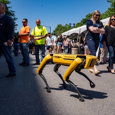 Dynamics-Hund spaziert beim CelebrAsian-Festival im Western Gateway Park.