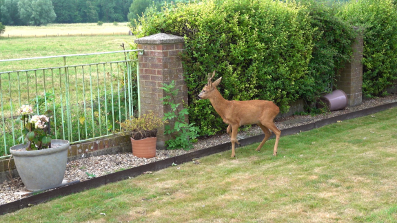 Wer Weiß Denn Sowas? - Wie Kann Man Sogenanntem Wildverbiss Durch Rehe Im Garten Vorbeugen.