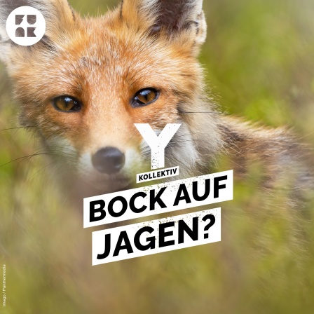 Jagd ist ihr Hobby – warum erschießen wir so viele Füchse? - Thumbnail