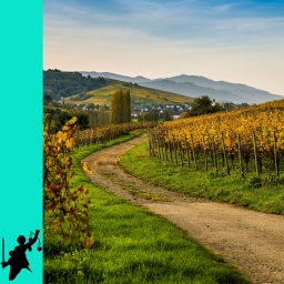 Das Dorf Pfaffenweiler und herbstlich verfärbte Weinberge beim Sonnenaufgang (bei Freiburg im Breisgau, Markgräflerland, Schwarzwald)