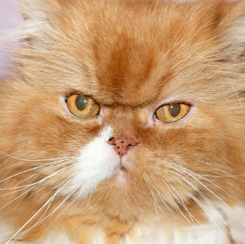 Cover: Die Tierdocs: Dicke Katze