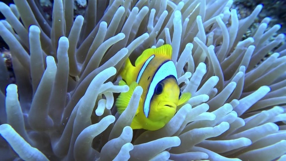Weltspiegel - ägypten: Hoffnung Für Korallenriffe.