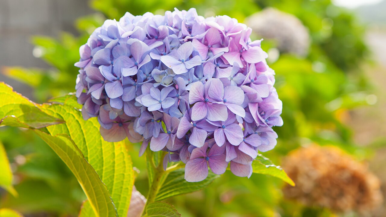 rbb Gartenzeit Weltweit gleich Botanische Namen ARD