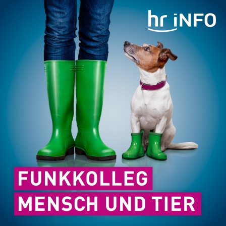 Find' Dich selbst im Dschungelbuch - Über die Vermenschlichung tierischer Helden (Folge 01)