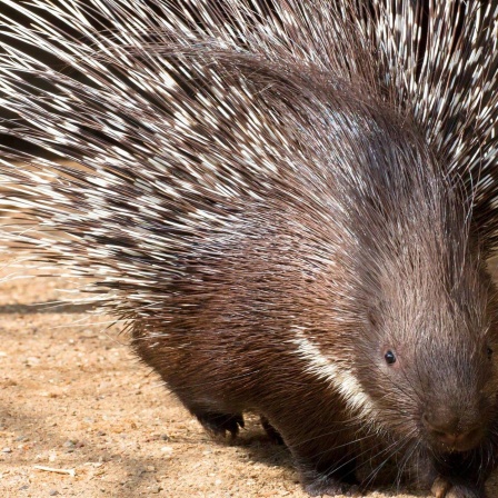 Die Tierdocs: Stachelschwein ist traurig