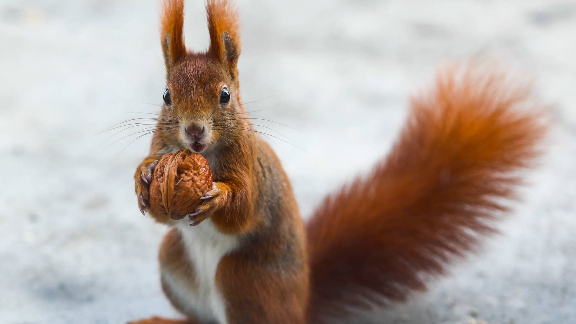 Landesschau RheinlandPfalz Was Eichhörnchen brauchen, um sich im