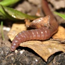 Regenwurm in Nahaufnahme