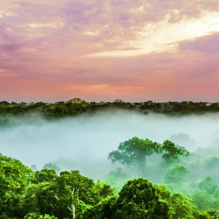 Der tropische Regenwald - Bedrohter Klimapuffer