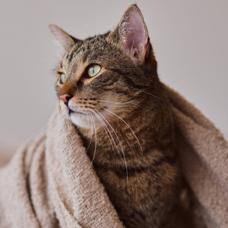 Eine Katze ist von einer Decke umhüllt und schaut nach links.