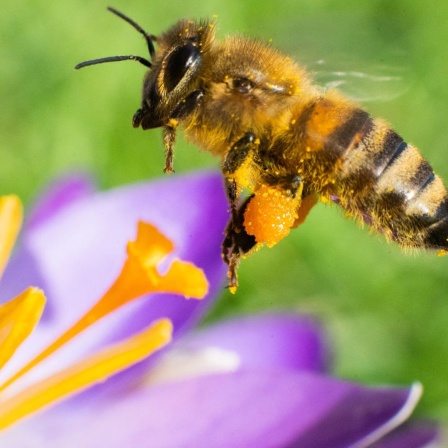 Eine Biene fliegt im Berggarten an den Herrenhäuser Gärten auf einen Krokus.