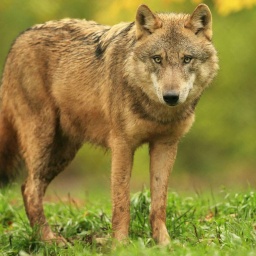 Die Tierdocs: Wolf bellt Pronomen