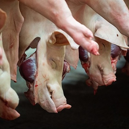 Geschlachtete Schweine in einem Schlachthof in Niedersachsen im Februar 2019
