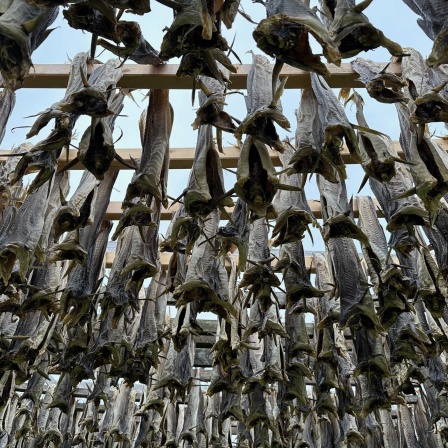 Kabeljau im Freistaat: Der Stockfisch und die Bayern