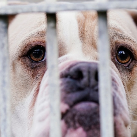Gerade viele Hunde und Katzen werden abgegeben