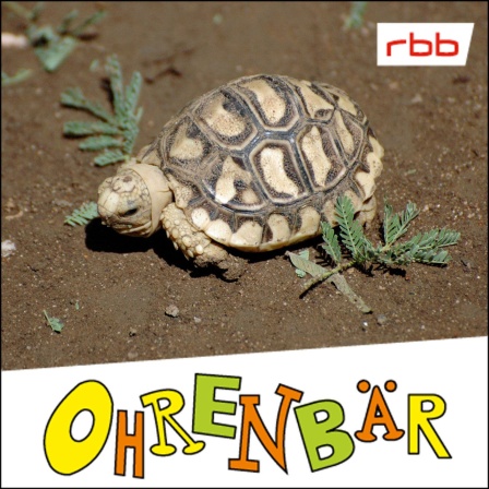 Eine Schildkröte läuft auf Sandboden (Quelle rbb/OHRENBÄR/Birgit Patzelt)