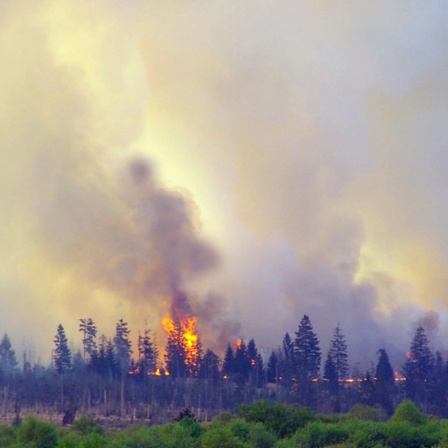 Flammen schlagen aus der Wald- und Moorlandschaft Hohes Venn.