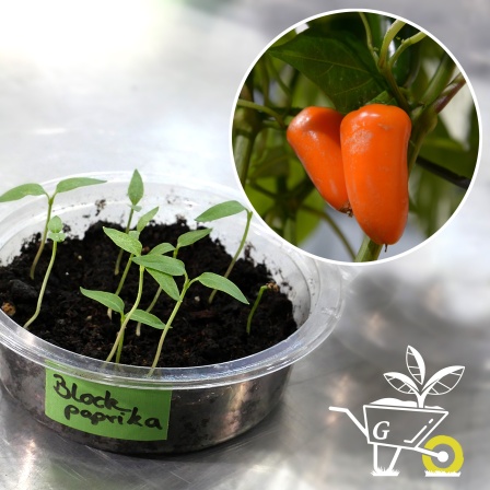 Collage: In einer Plastikschale vorgezogene Paprikakeimlinge und reife orangene Paprikaschoten an einer Pflanze