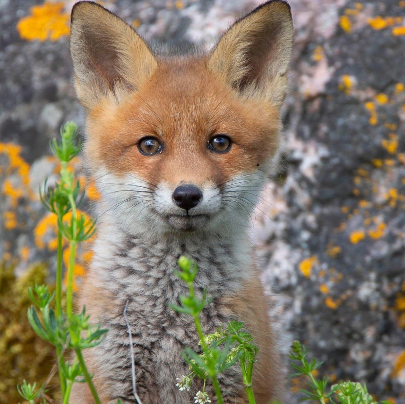 Cover: Die Tierdocs: Fuchs ist still