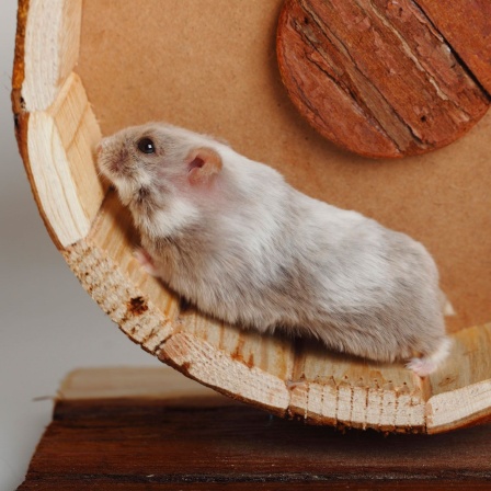 Hamster in einem Hamsterrad