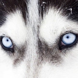 Die blauen Augen eines Huskys: Wie wurde der Wolf zum Hund?