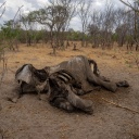 Die Überreste eines toten Elefants, der in einem Nationalpark in Simbabwe verdurstet ist. 