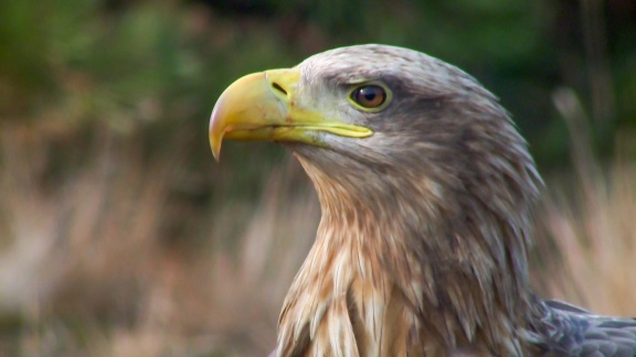 Reportage & Dokumentation - Die Lausitz - Experiment Natur