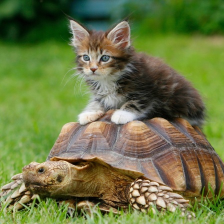 Eine kleine Katze sitzt auf einer Schildkröte
