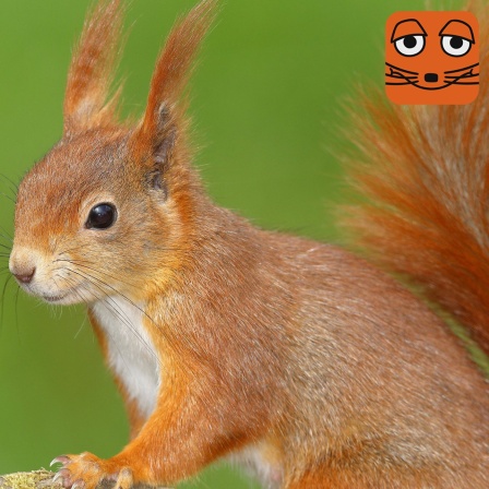 Ein rot-braunes Eichhörnchen