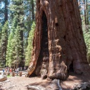 ARCHIV: Riesenmammutbum (Sequoiadendron giganteum), Besucher vor dem General Sherman Tree, Sequoia-Nationalpark, Kalifornien (Bild: picture alliance / imageBROKER)