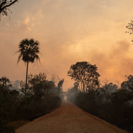 Pantanal