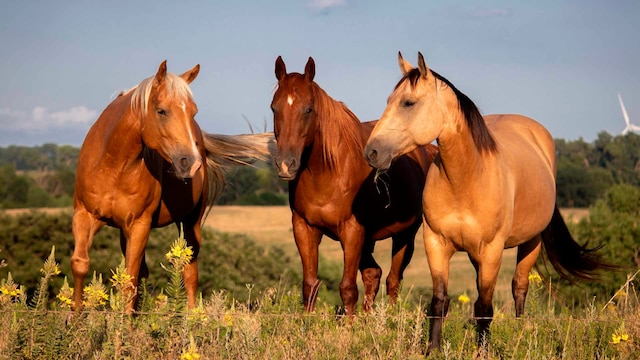 Drei hellbraune Pferde stehen auf einer Koppel