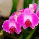 Ein Orchideen-Zweig mit drei Blüten.