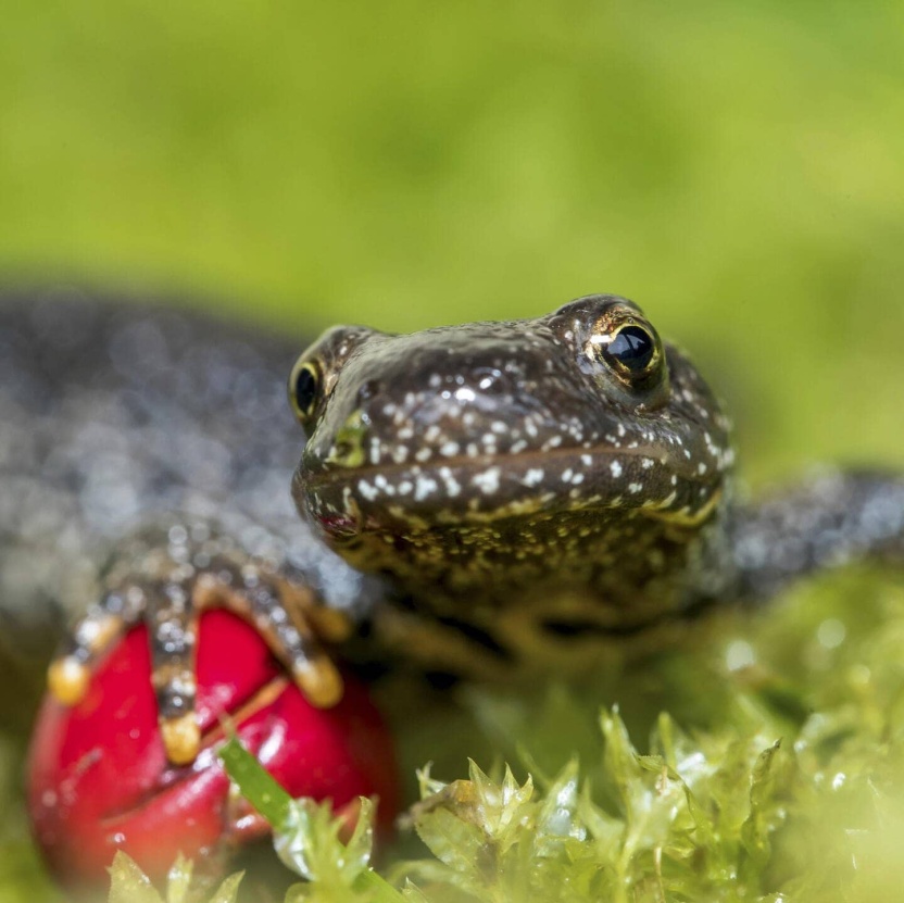 Cover: Die Tierdocs: Molch verhält sich seltsam