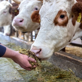 Kühe im Kuhstall, eine Hand reicht Futter