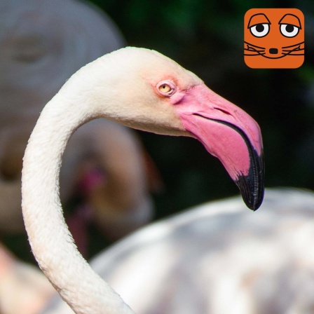 Flamingo Ingo im Berliner Zoo