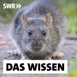 Eine junge Wanderratte (Rattus norvegicus) sitzt auf einem Pfad und schaut neugierig nach vorn: Überall, wo wir leben, sind auch Ratten. Viele finden die Tiere eklig. Wie verbreitet sind Rattenplagen? Und muss man die Ratten bekämpfen?