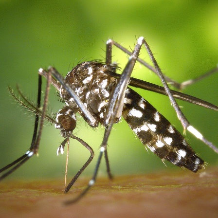 Eine weibliche Asiatische Tigermücke 