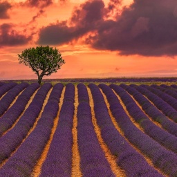 Ein Lavendelfeld in der Abenddämmerung