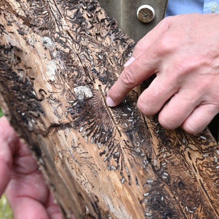 Ein Forst-Experte zeigt Borkenkäferspuren unter der Rinde eines gefällten Baums im Wald.