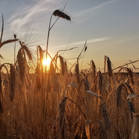 Ein Sonnenuntergang durch die Getreideähren auf einem Feld.