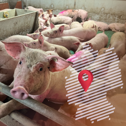 Schweinestall im südhessischen Otzberg