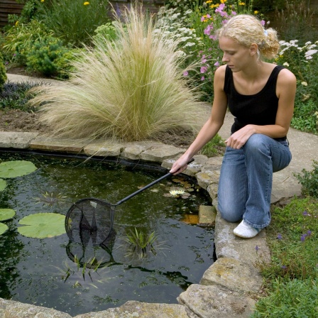 Eine Frau macht mit einem Kescher einen Gartenteich sauber: Vor dem Winter sollte man Laub und Reste von Pflanzen aus dem Wasser holen.