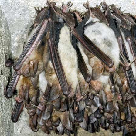 Fledermäuse