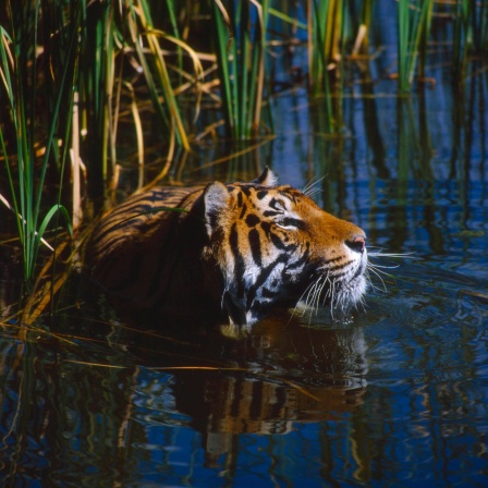 Ein bengalischer Tiger schwimmt - nur sein Kopf ist zu sehen