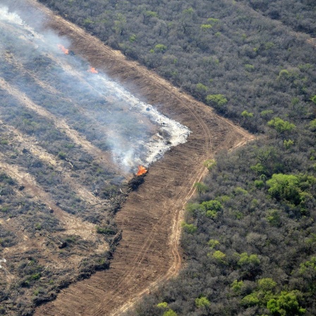 Das Beitragsbild des Dok5 "Lücken in der Lieferkette - Was bringt das Lieferkettengesetz?" zeigt illegale Brandrodung auf zukünftigen Soja-Feldern in Salta, Argentinien.