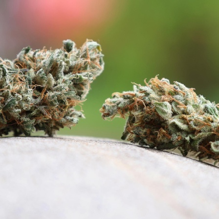 Getrocknete Cannabis-Blüten liegen auf einem Stein.