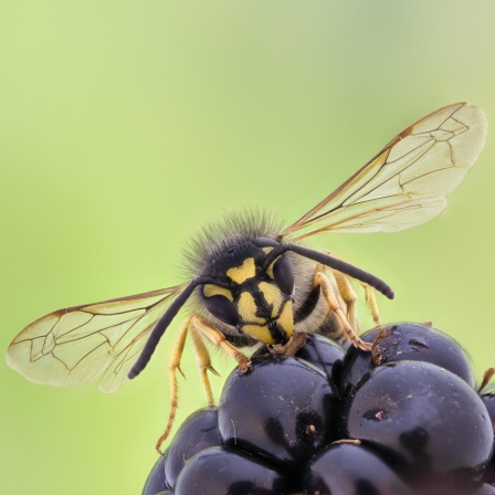 Die Wespe - Ungeliebtes Insekt mit großem Nutzfaktor