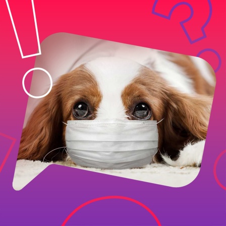Ein Hund mit Maske