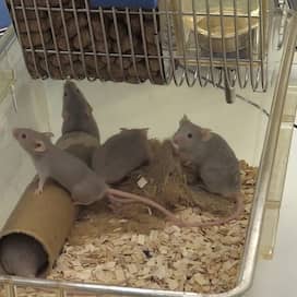 Zum Internationalen Tag des Versuchstieres - Versuchslabor-Mäuse